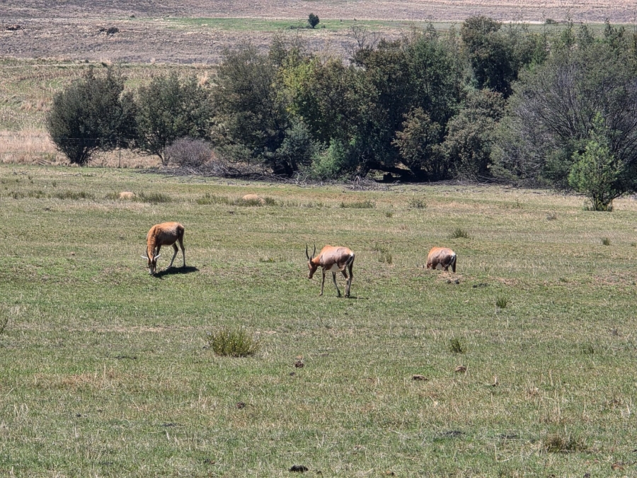 8 Bedroom Property for Sale in Bethlehem Rural Free State